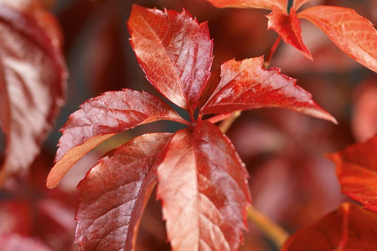 Prim-plan cu frunze de viță de Canada toamna