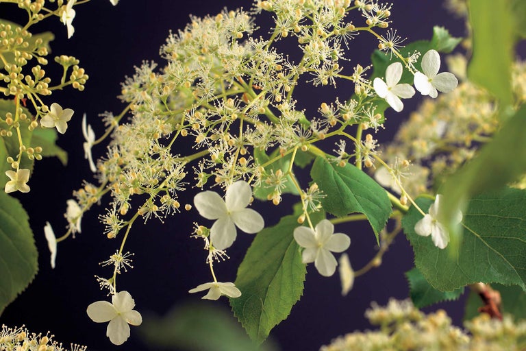 Hortensie paniculată cu flori albe și frunze verzi