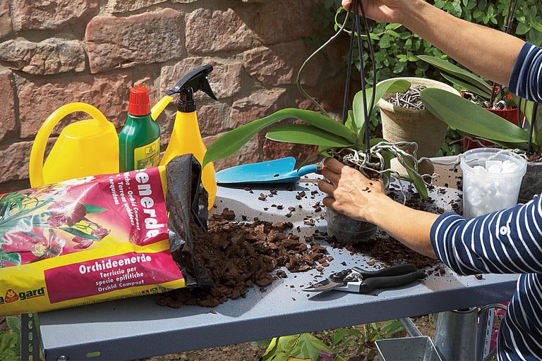 Scenă cu pământ pentru orhidee, stropitoare și o persoană care transplantează o orhidee