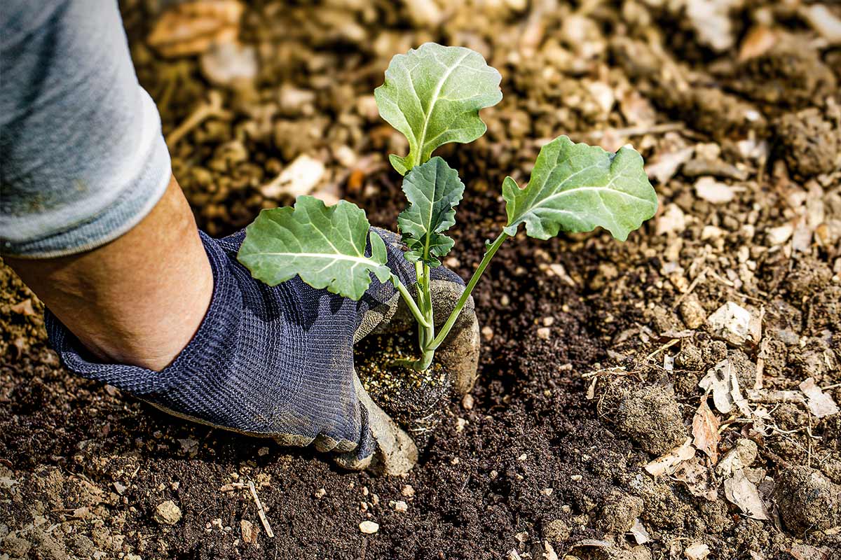 O persoană plantează o plantă de legume în grădină.