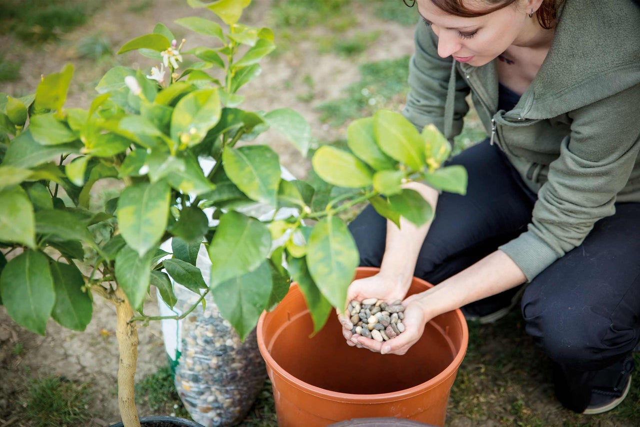 Femeie plantează lămâi într-un vas cu pietre ca drenaj