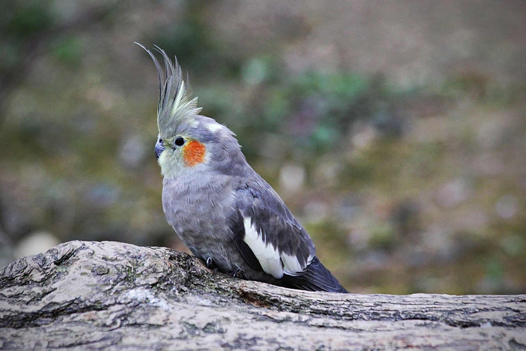 Nimfă pe un trunchi de copac