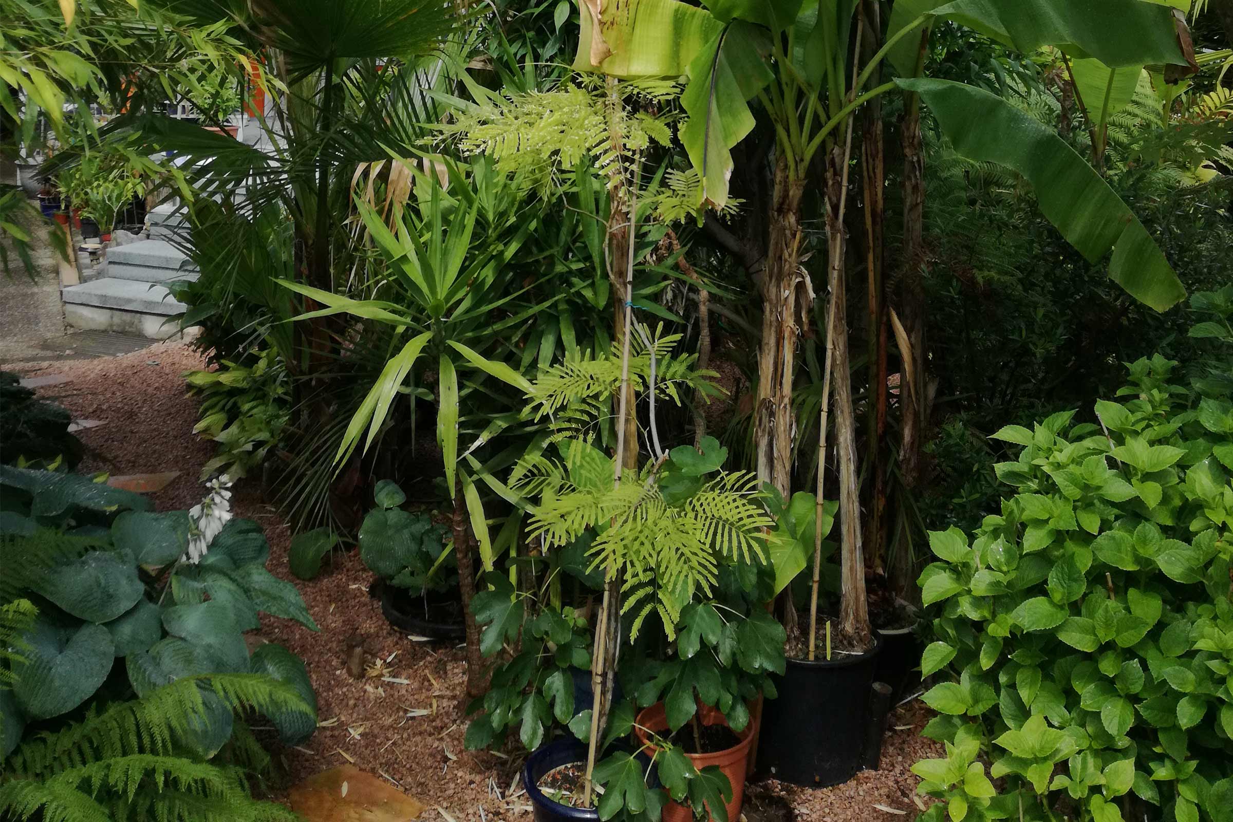 Amenajare de grădină cu diverse plante, inclusiv bananieri și ferigi în ghivece.