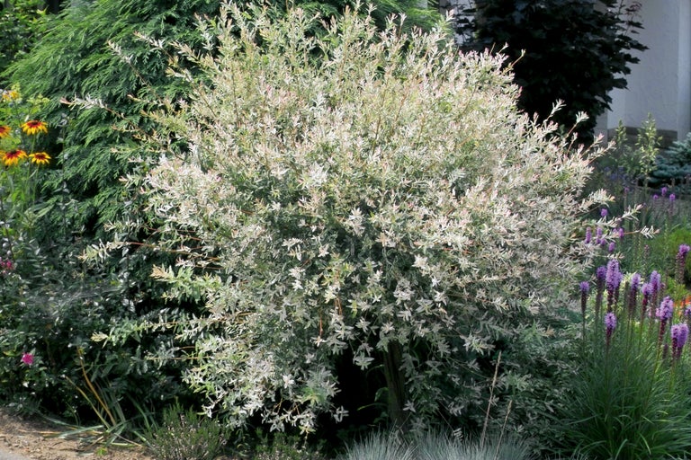 Salcie pitică japoneză în grădină.