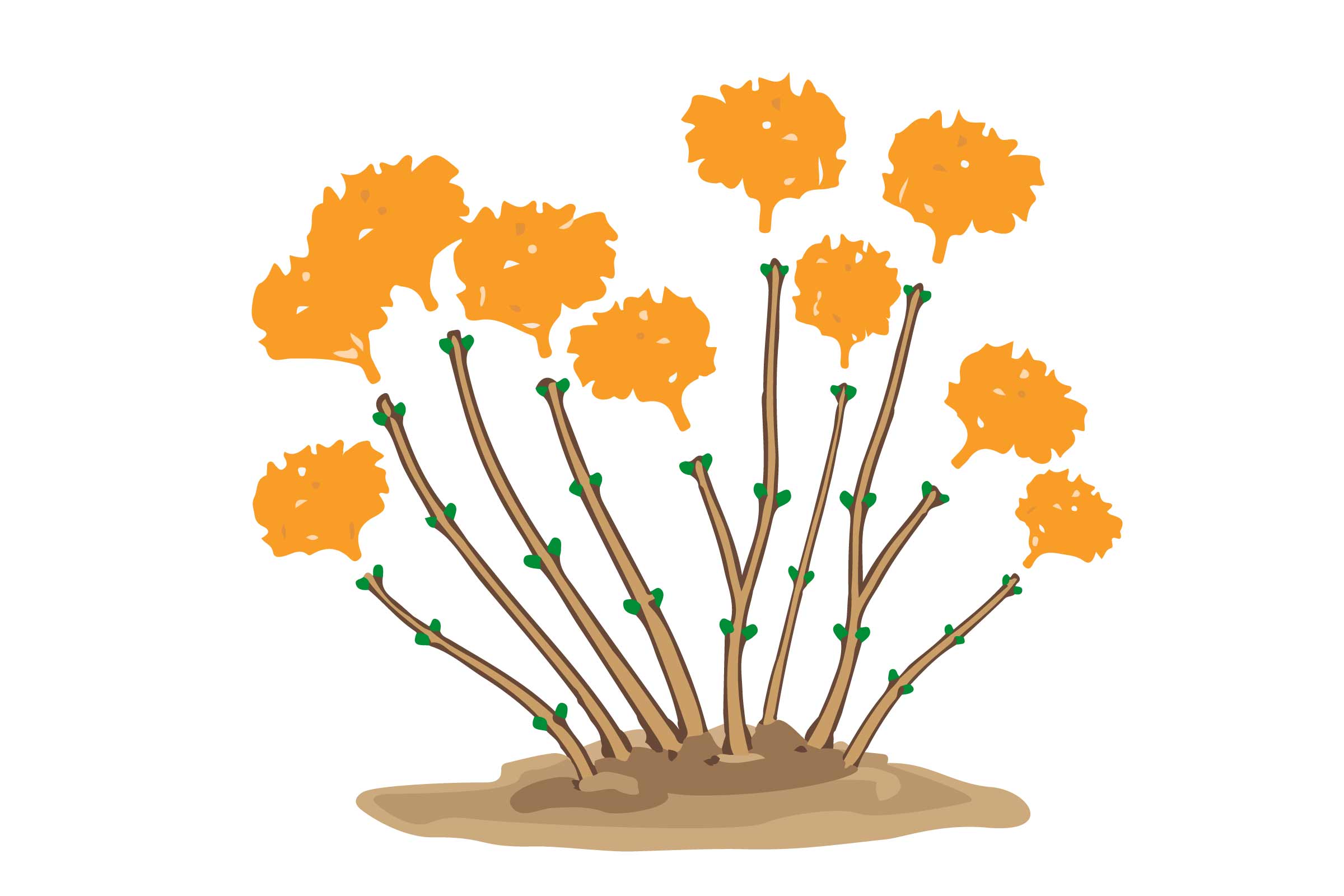 Ilustrație a unei plante cu flori în grădină