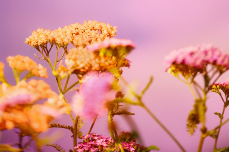 Prim-plan cu flori de coada șoricelului