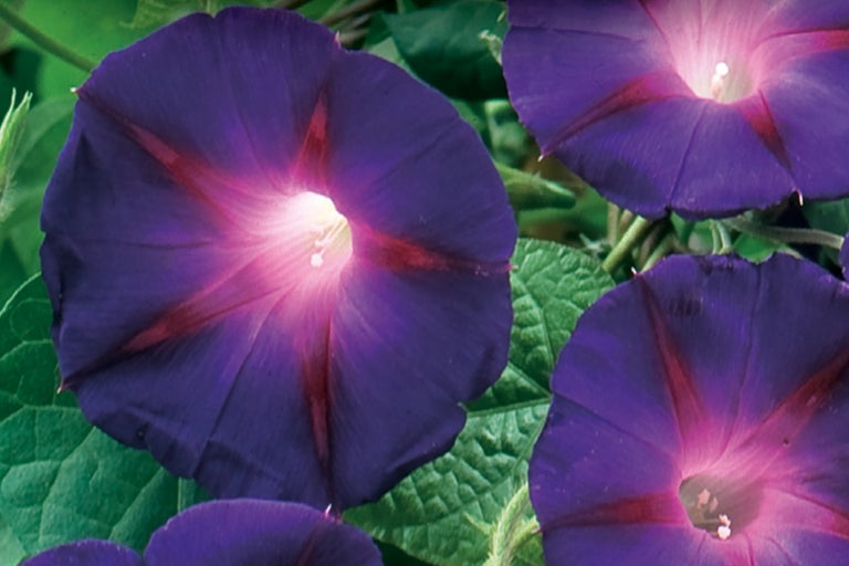 Prim-plan cu flori purpurii de volbură