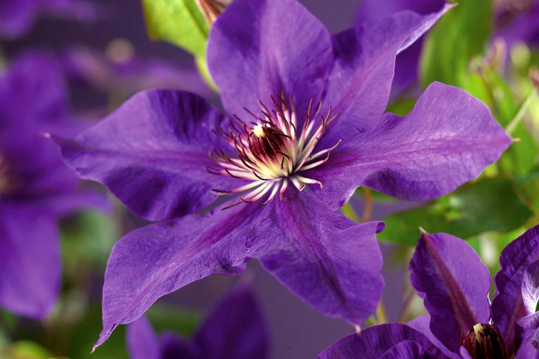 Prim-plan cu o floare albastră de clematis