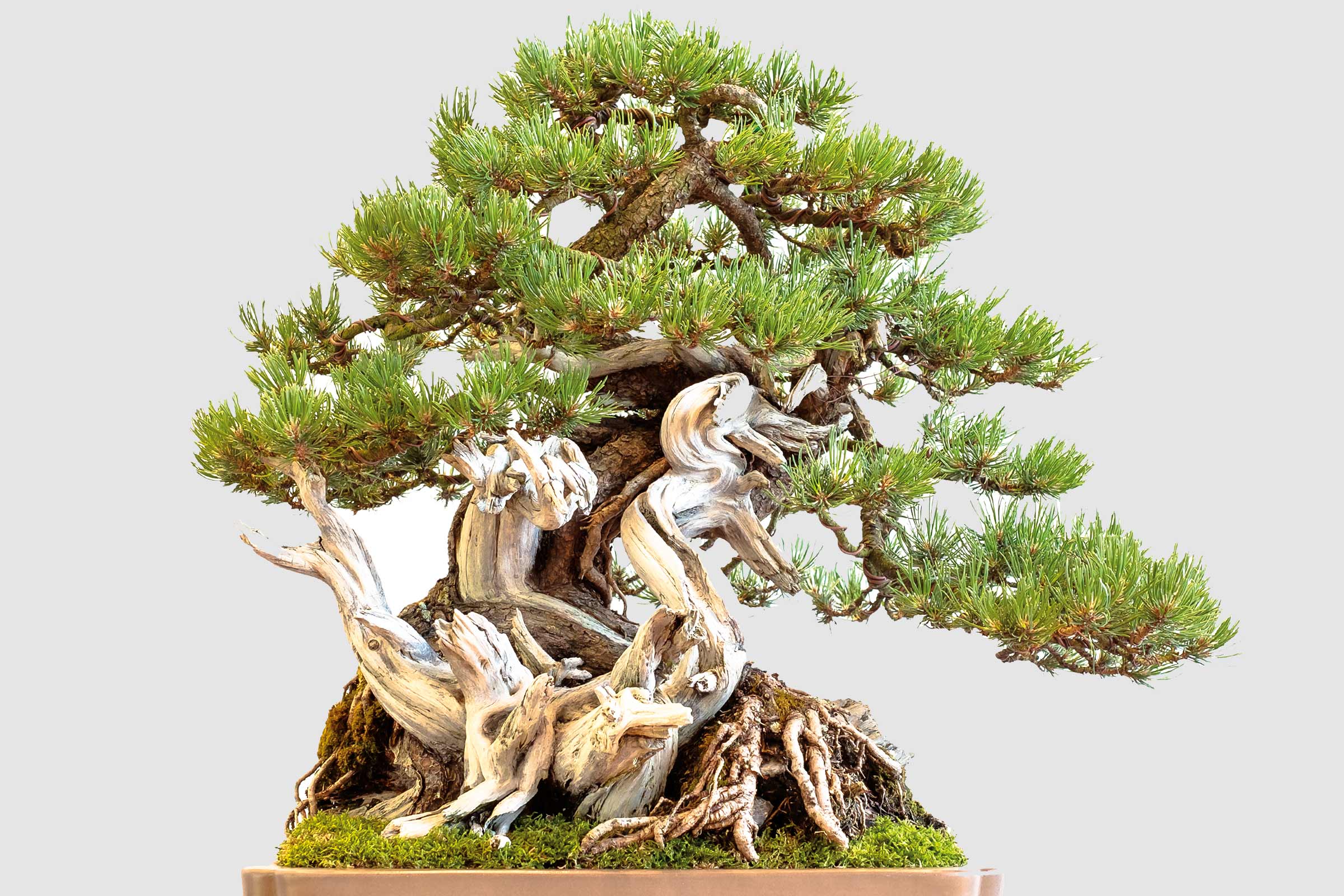 Bonsai cu ace verzi și structură marcantă a trunchiului într-un ghiveci