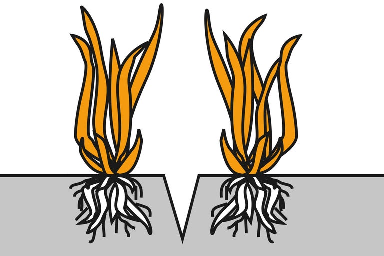 Ilustrație cu două plante tinere cu rădăcini în pământ