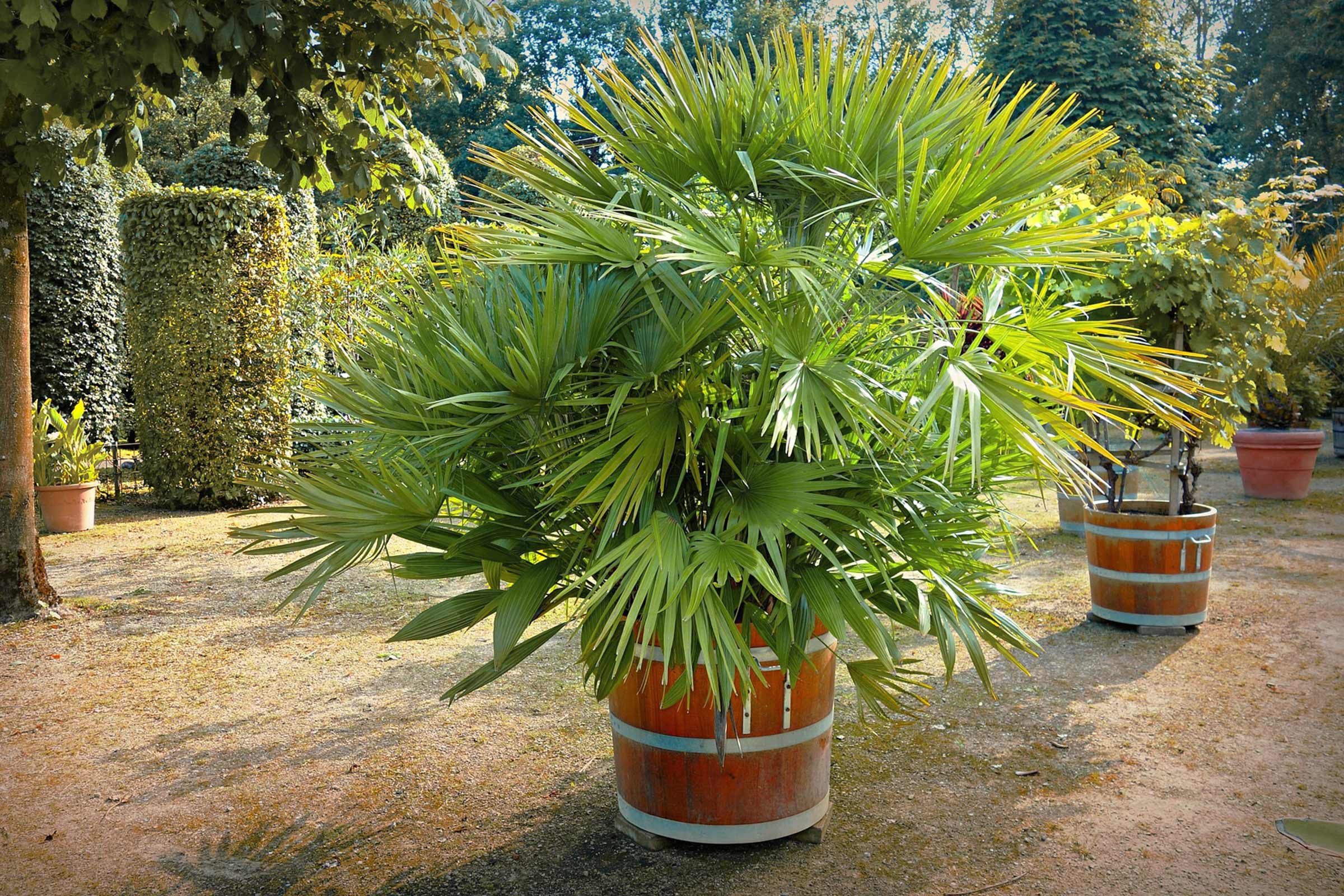 Palmă de cânepă chinezească într-o jardinieră în formă de butoi din lemn