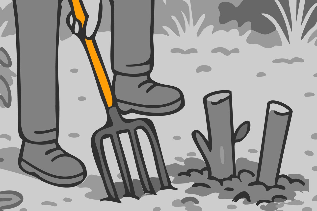 Ilustrație cu o persoană folosind o furcă de săpat în grădină pentru a planta butuci de copaci