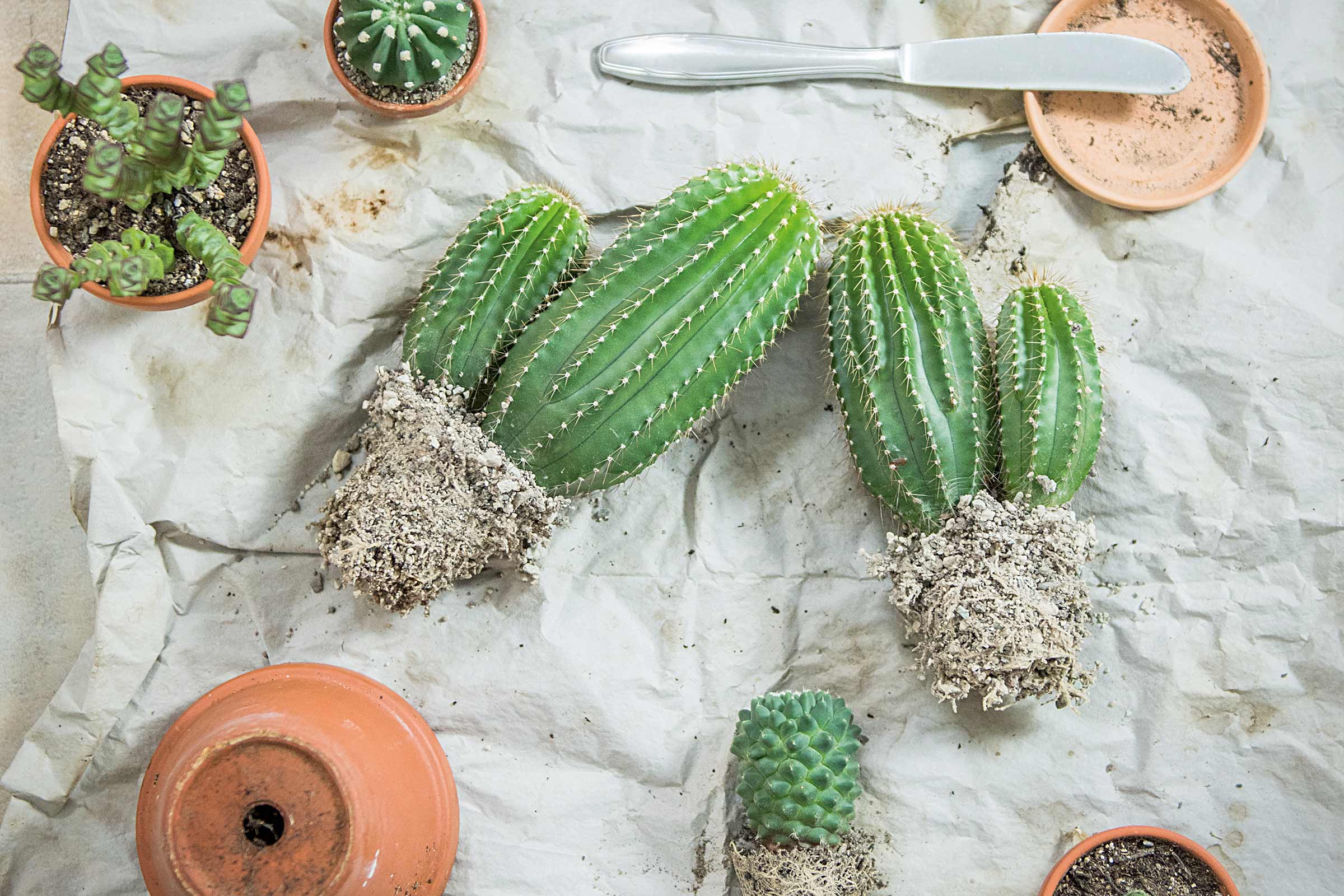 Diverse tipuri de cactuși și suculente cu ghivece și unelte de plantat pe hârtie