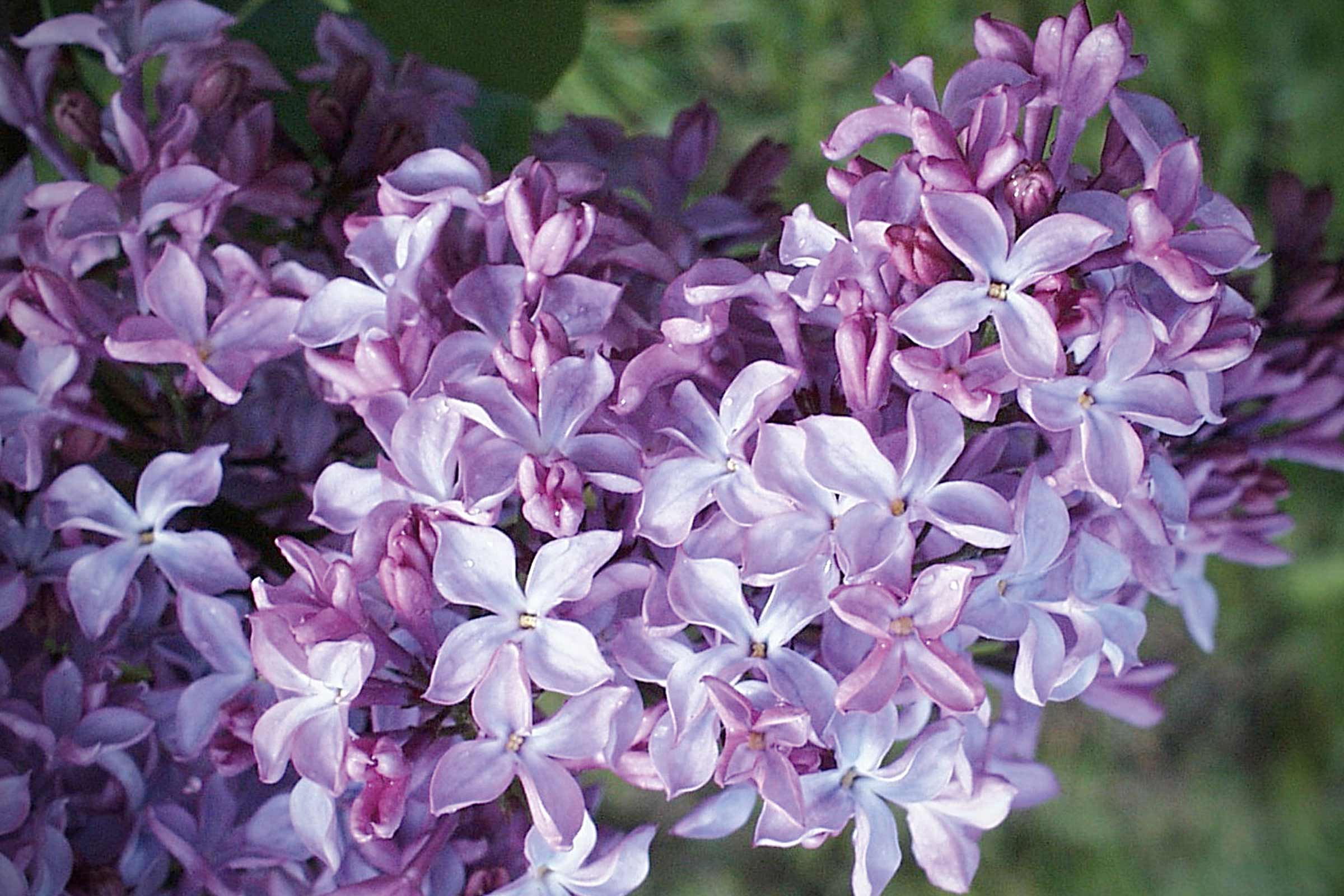 Prim-plan cu flori de liliac