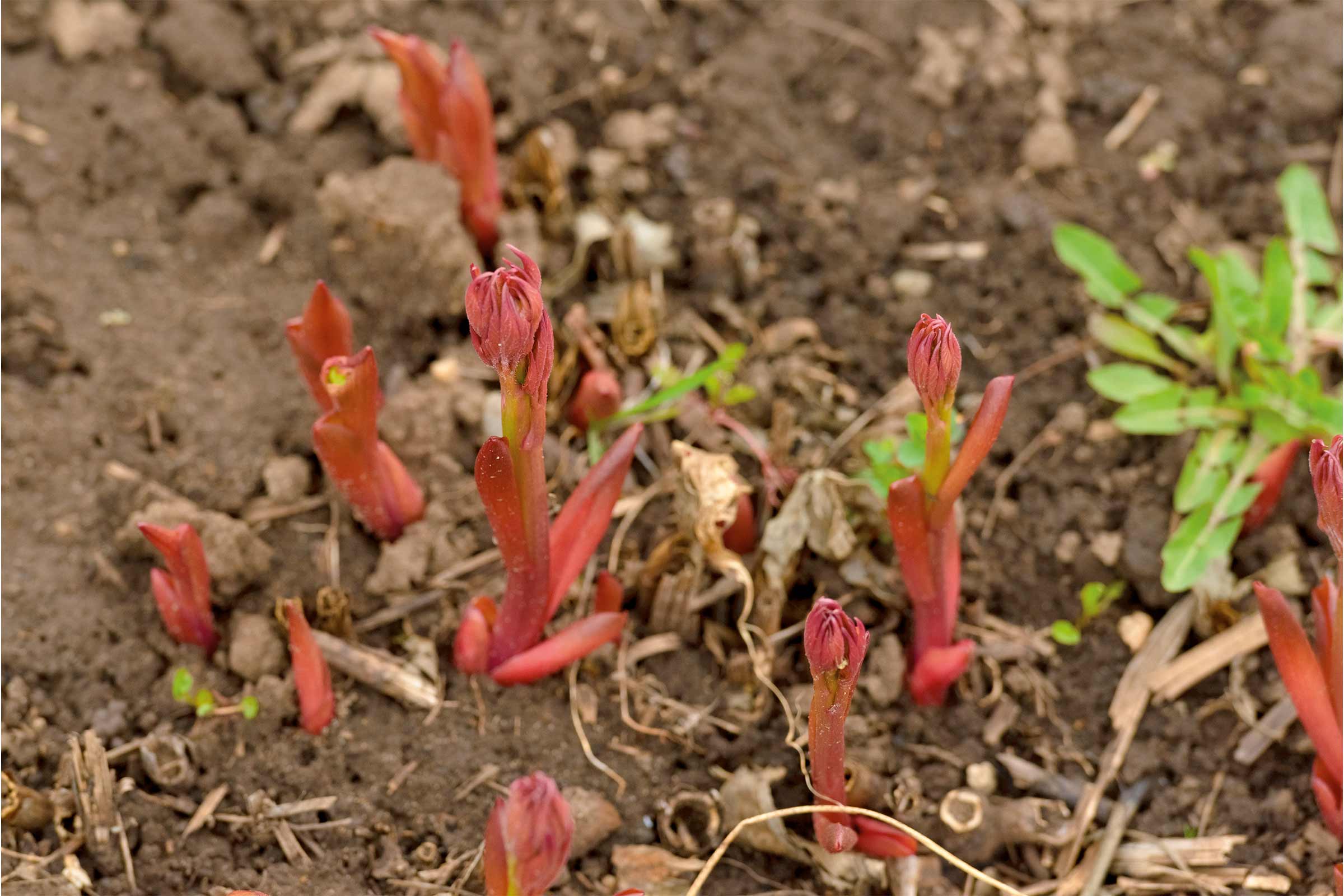 Vlăstari proaspeți de plante perene în solul grădinii.