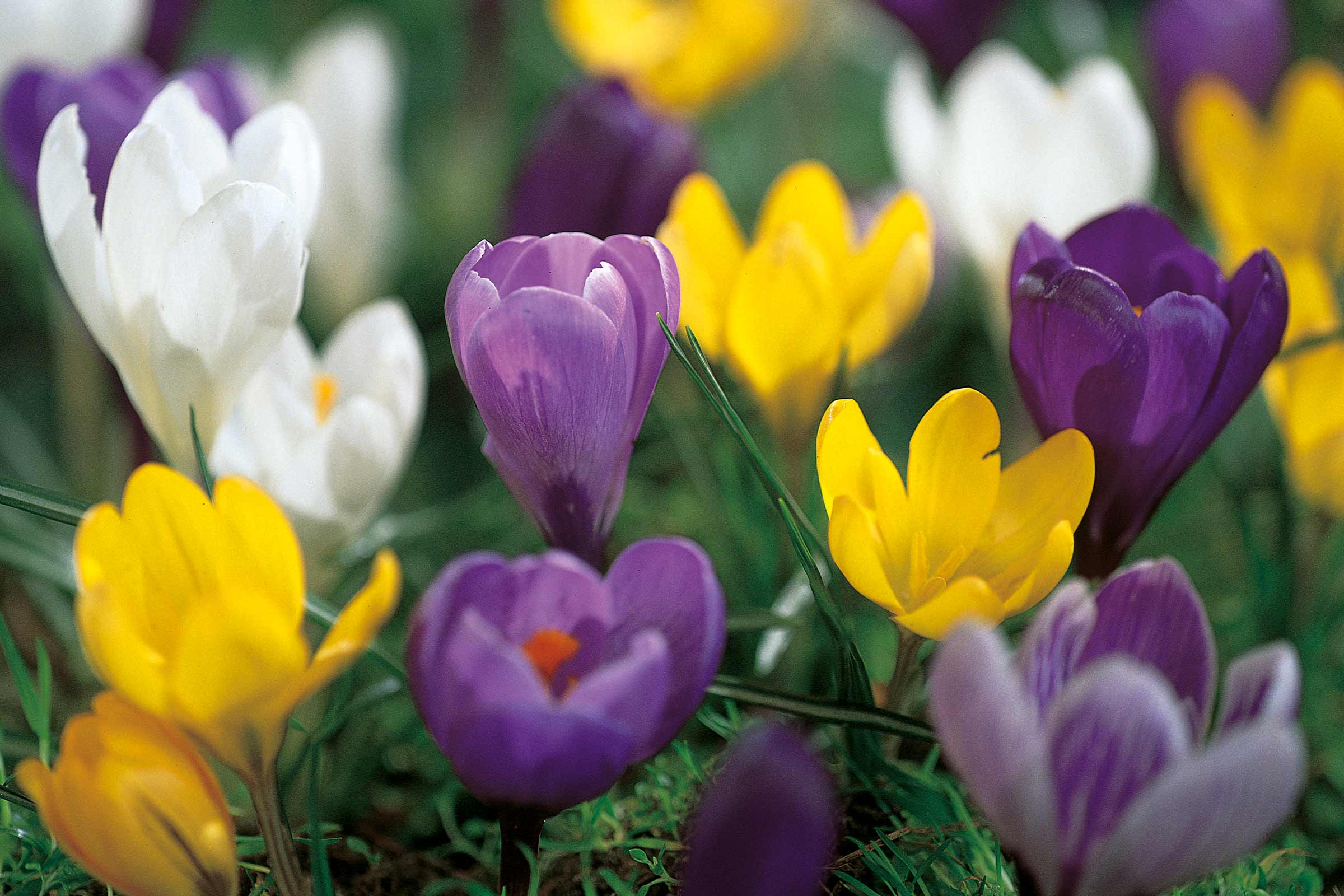 Prim-plan cu flori de crocus albe, galbene și violet în grădină