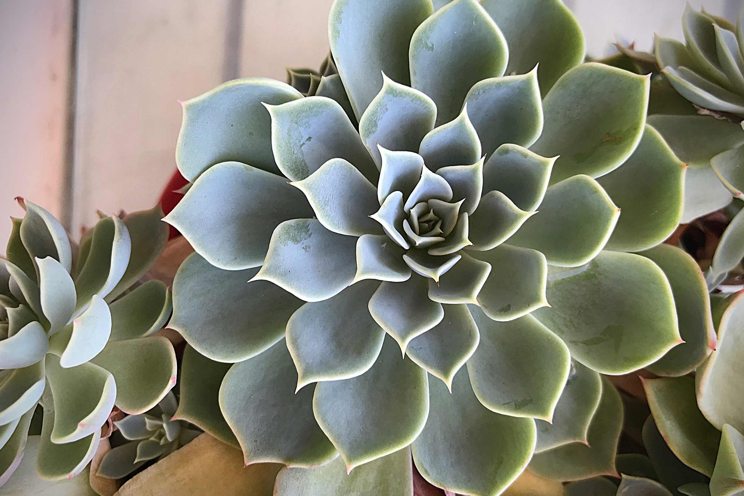 Prim-plan al unei plante de apartament Echeveria cu frunze albastru-verzui