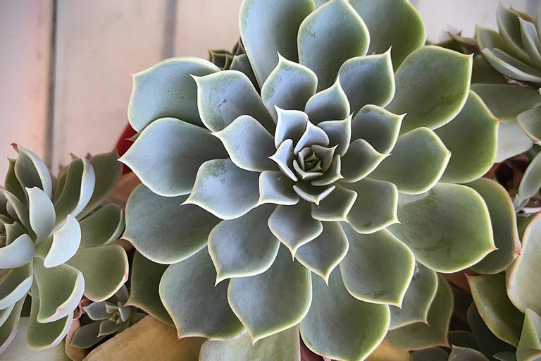 Prim-plan al unei plante de apartament Echeveria cu frunze albastru-verzui