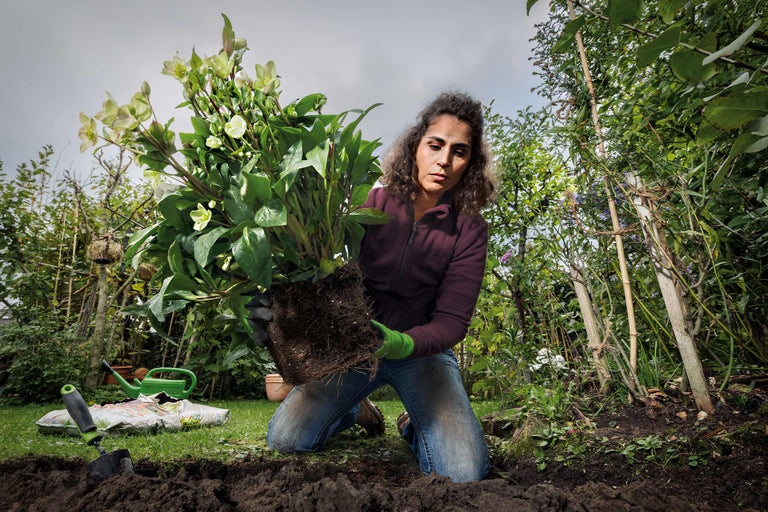 Femeie plantând spânz în grădină.