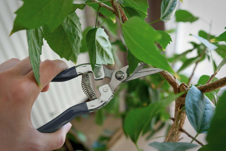 Tăierea hibiscusului