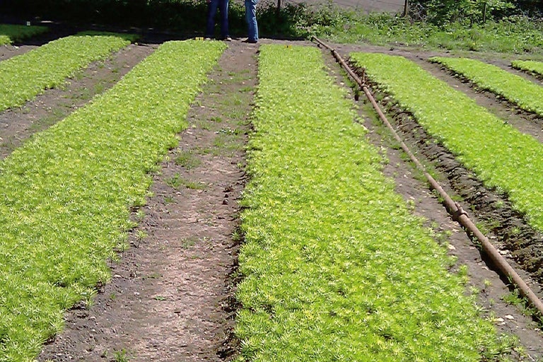 Câmp cu răsaduri așezate în rânduri și sistem de irigare