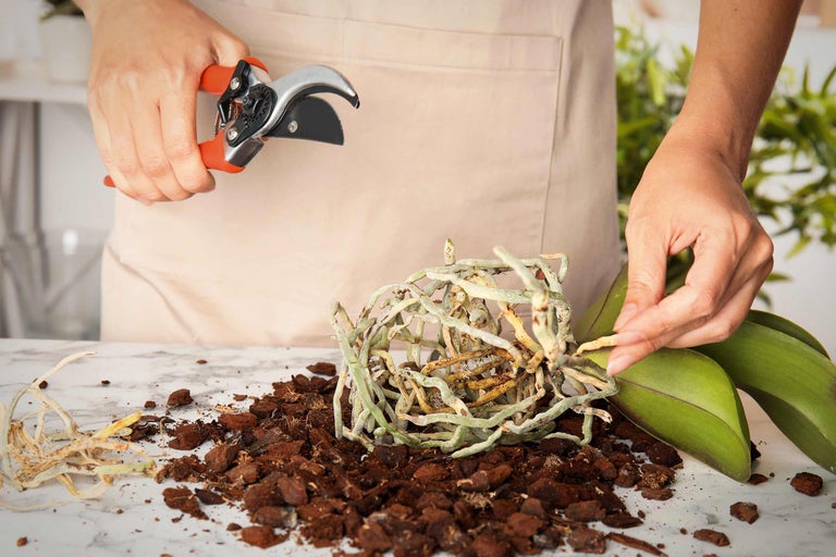 Prim-plan cu o persoană care lucrează la o orhidee cu o foarfecă de grădină, înconjurată de pământ de flori.