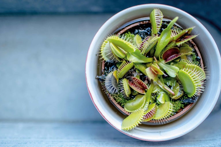 Îngrijirea plantelor carnivore