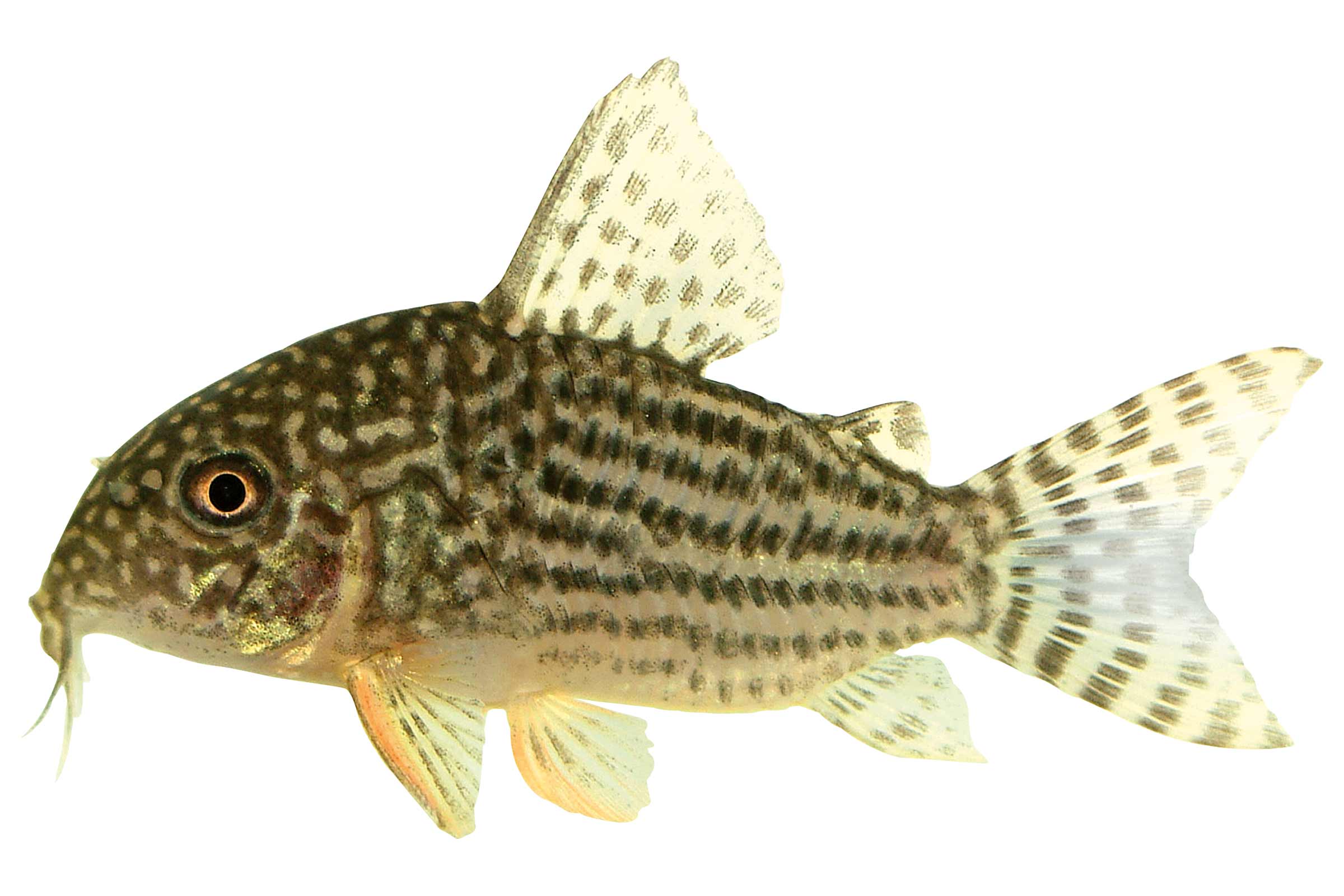 Corydoras punctat