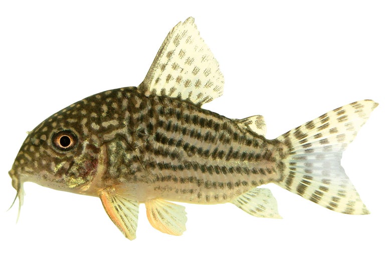 Corydoras punctat