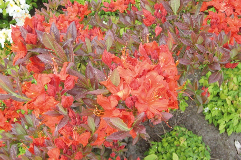 Tufă de azalee cu flori roșii