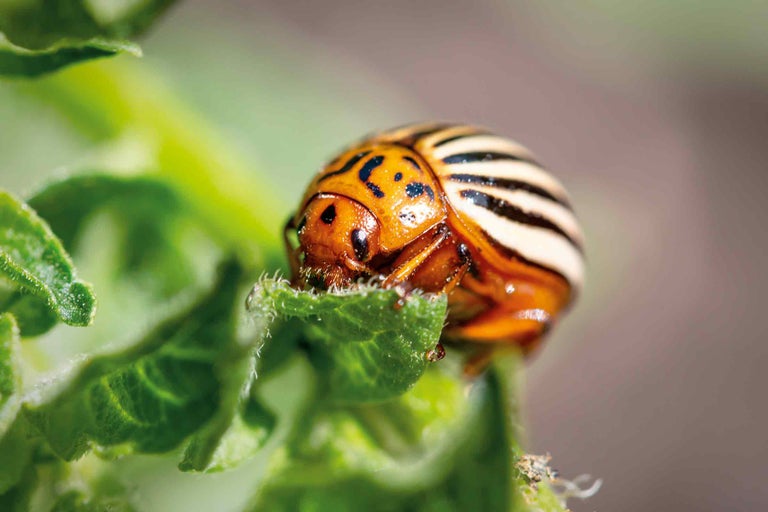 Gândac de Colorado pe o frunză