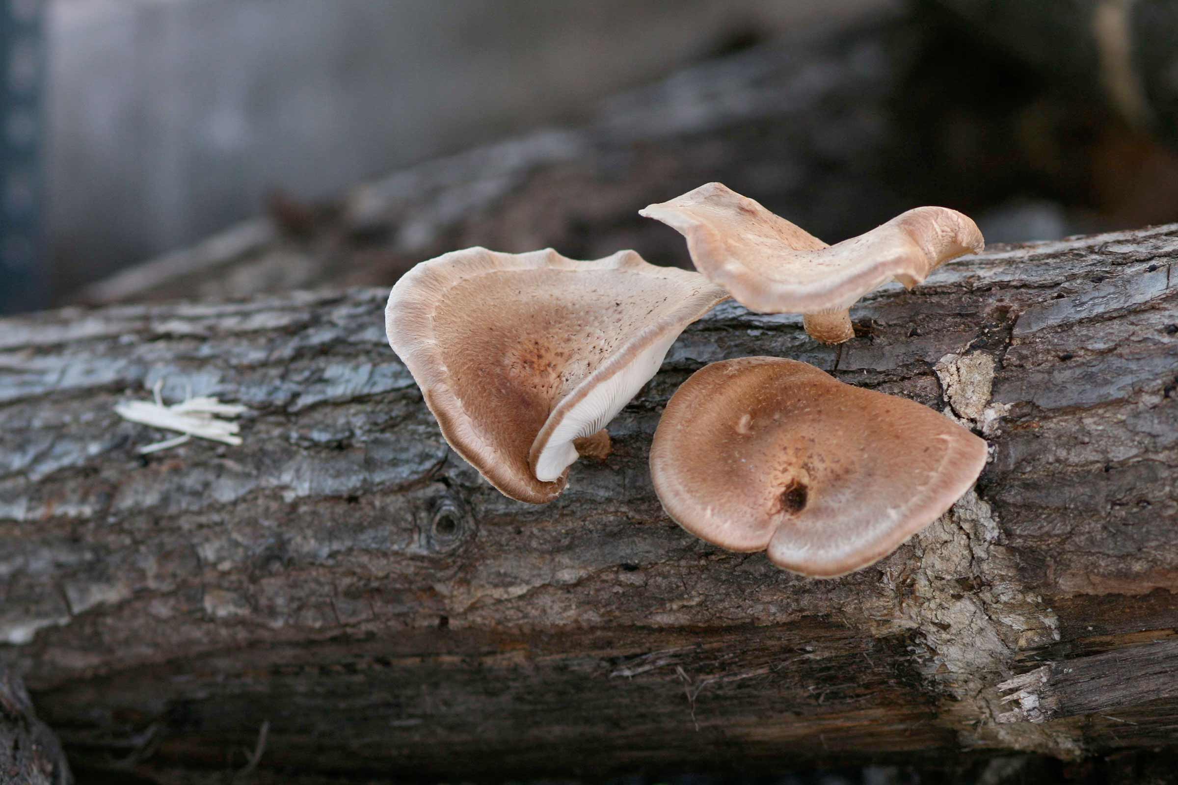 Trei ciuperci shiitake pe un trunchi de copac