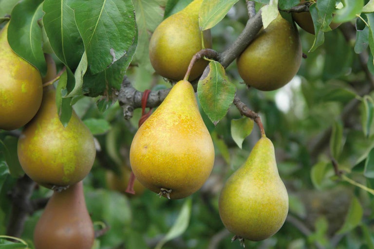 Păr cu fructe coapte