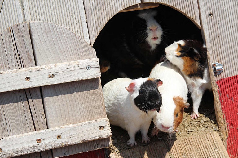 Mai mulți porcușori de Guineea într-un staul din lemn