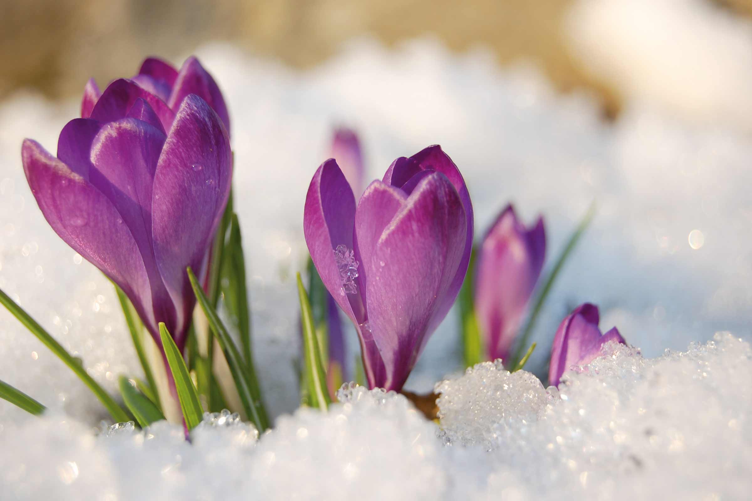 Prim-plan cu crocuși înflorind în zăpadă