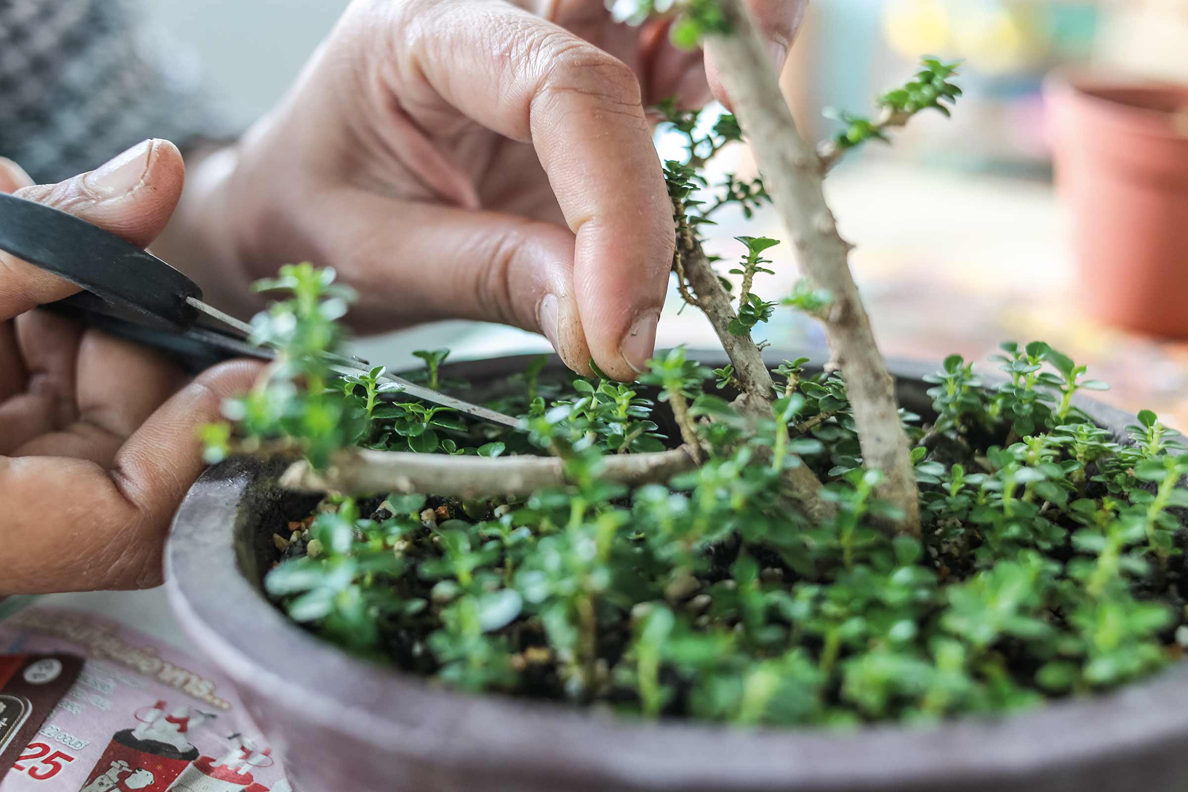 Prim-plan cu o persoană care taie un bonsai cu o foarfecă.