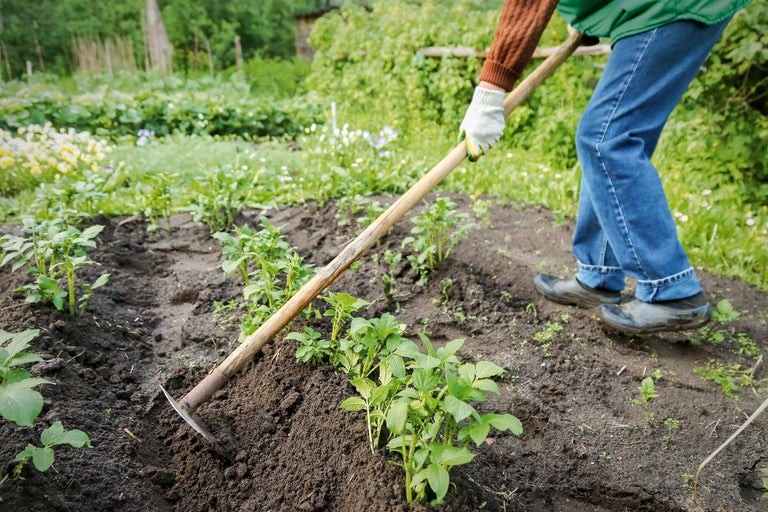 Persoană săpând pământul în grădina de legume pentru grădinărit