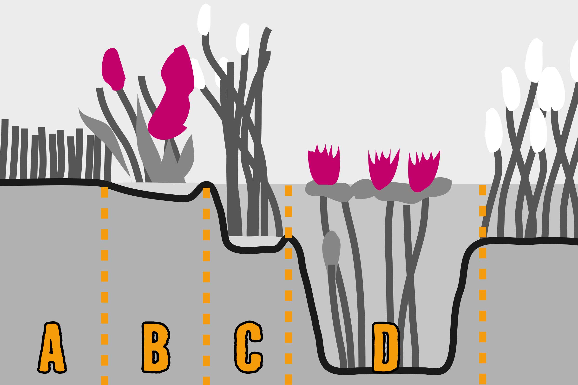 Ilustrație a diferitelor zone de iaz cu plantare