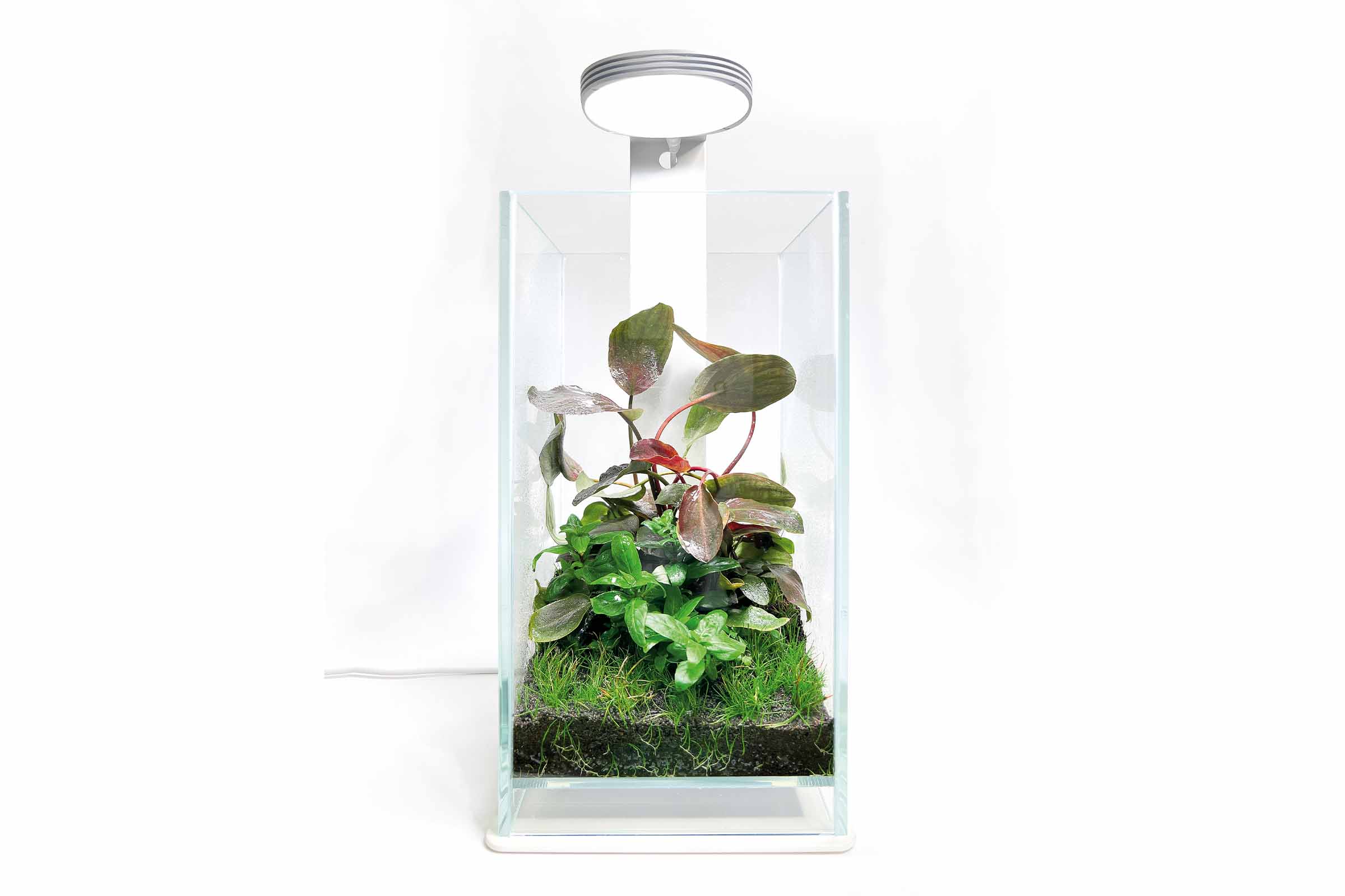 Acvariu de sticlă cu plante și iluminare