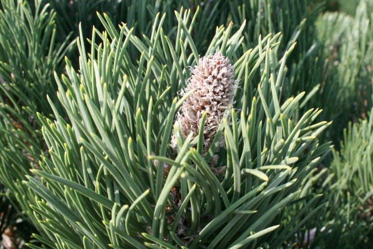 Prim-plan cu un pin pitic cu conuri