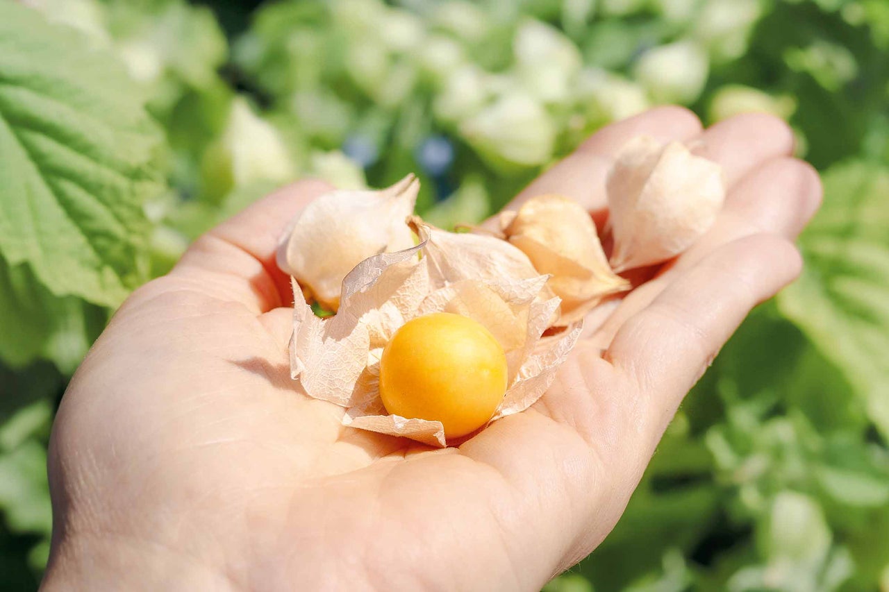 Mână ținând fructe physalis cu frunze