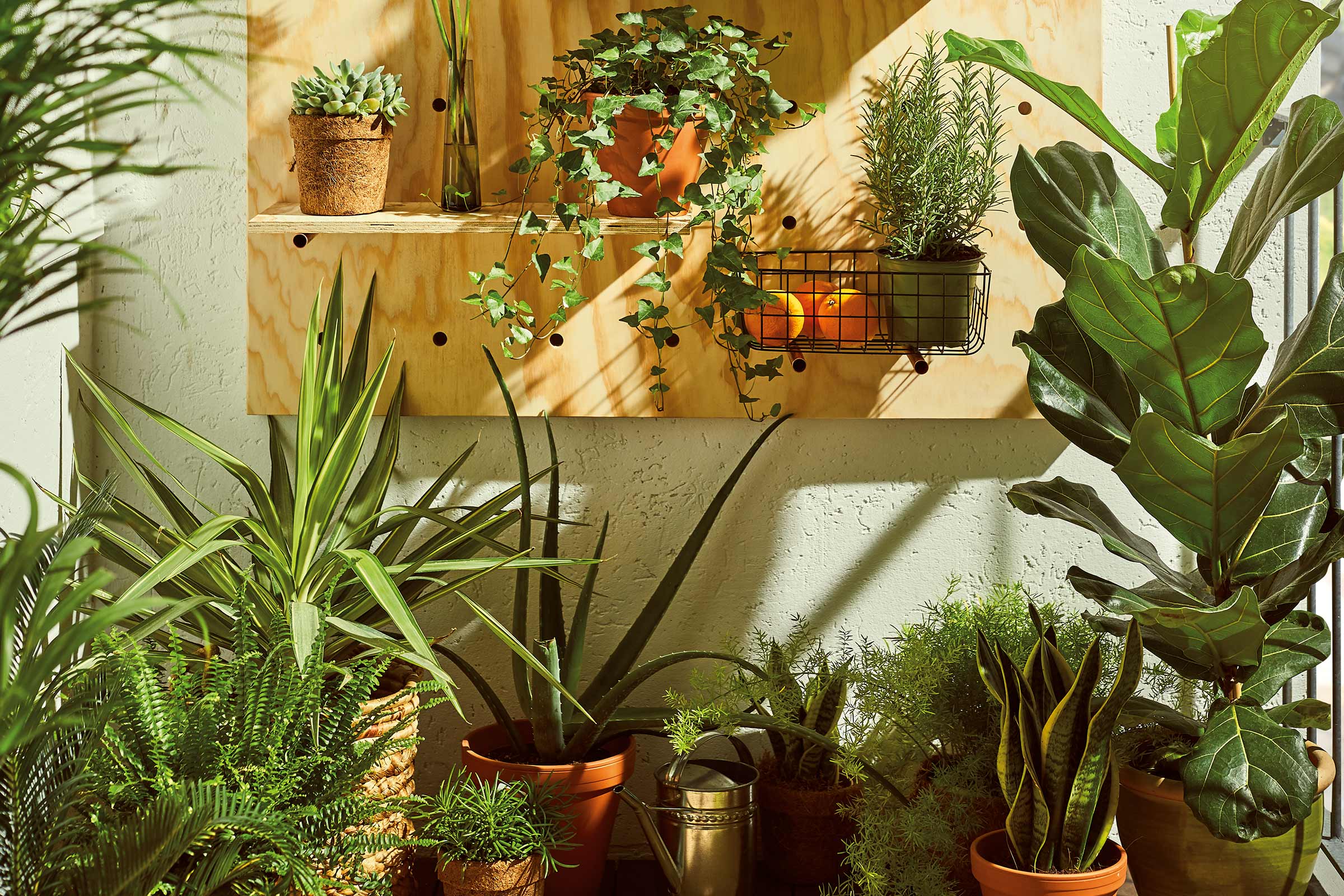 Diverse plante de interior pe un raft de lemn și pe podea, creând o atmosferă luminoasă și verde