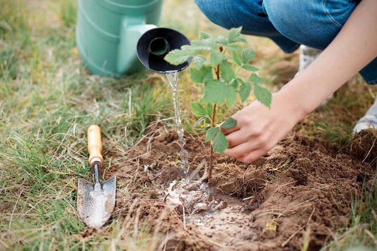 O persoană udă o plantă proaspăt plantată cu o stropitoare, în timp ce o lopată mică se află în iarbă.