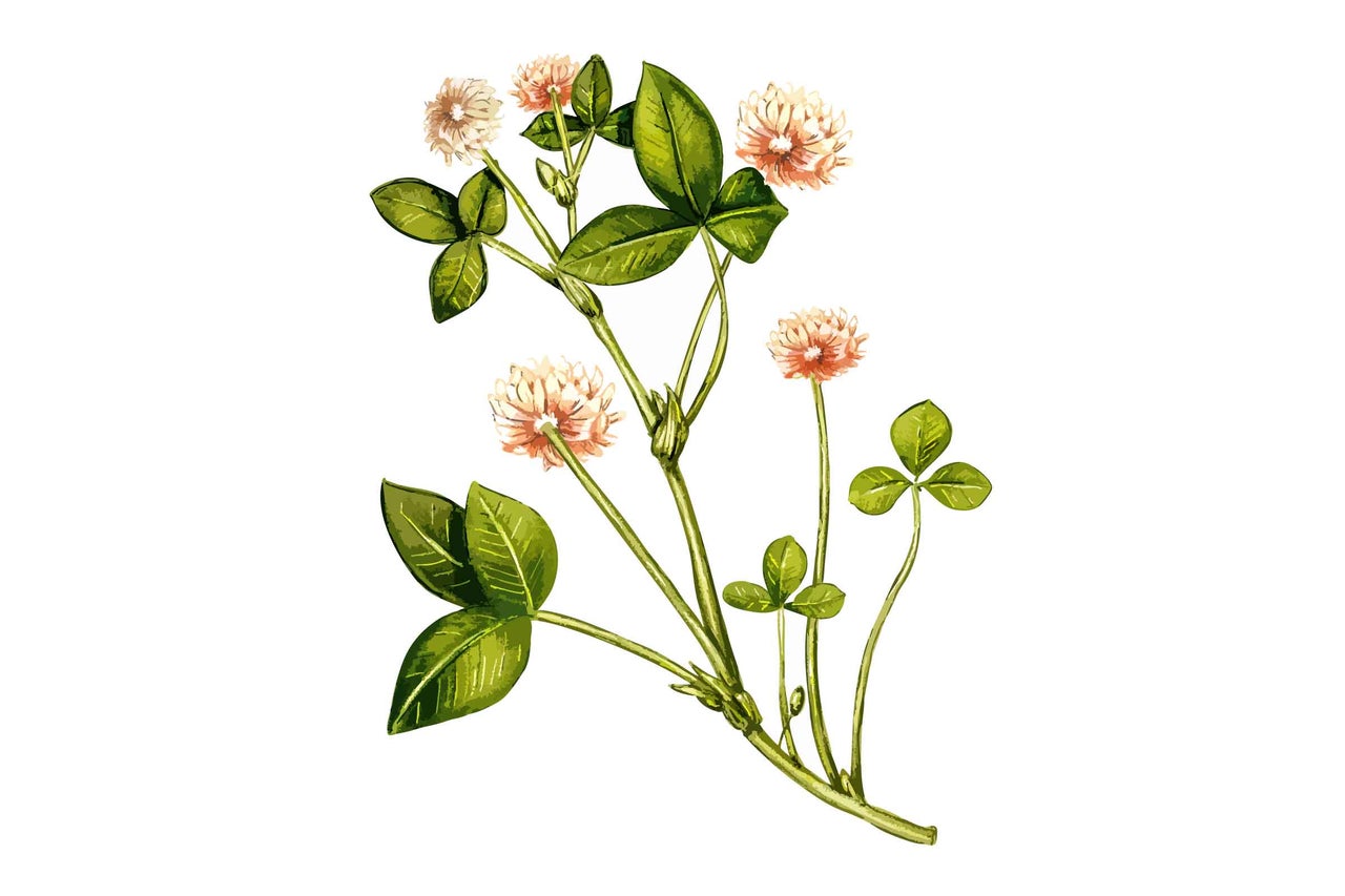 Plantă de trifoi cu frunze și flori
