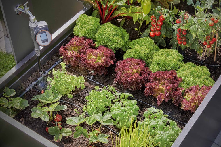 Jardinieră înaltă cu sistem de irigare, salată verde, roșii și căpșuni