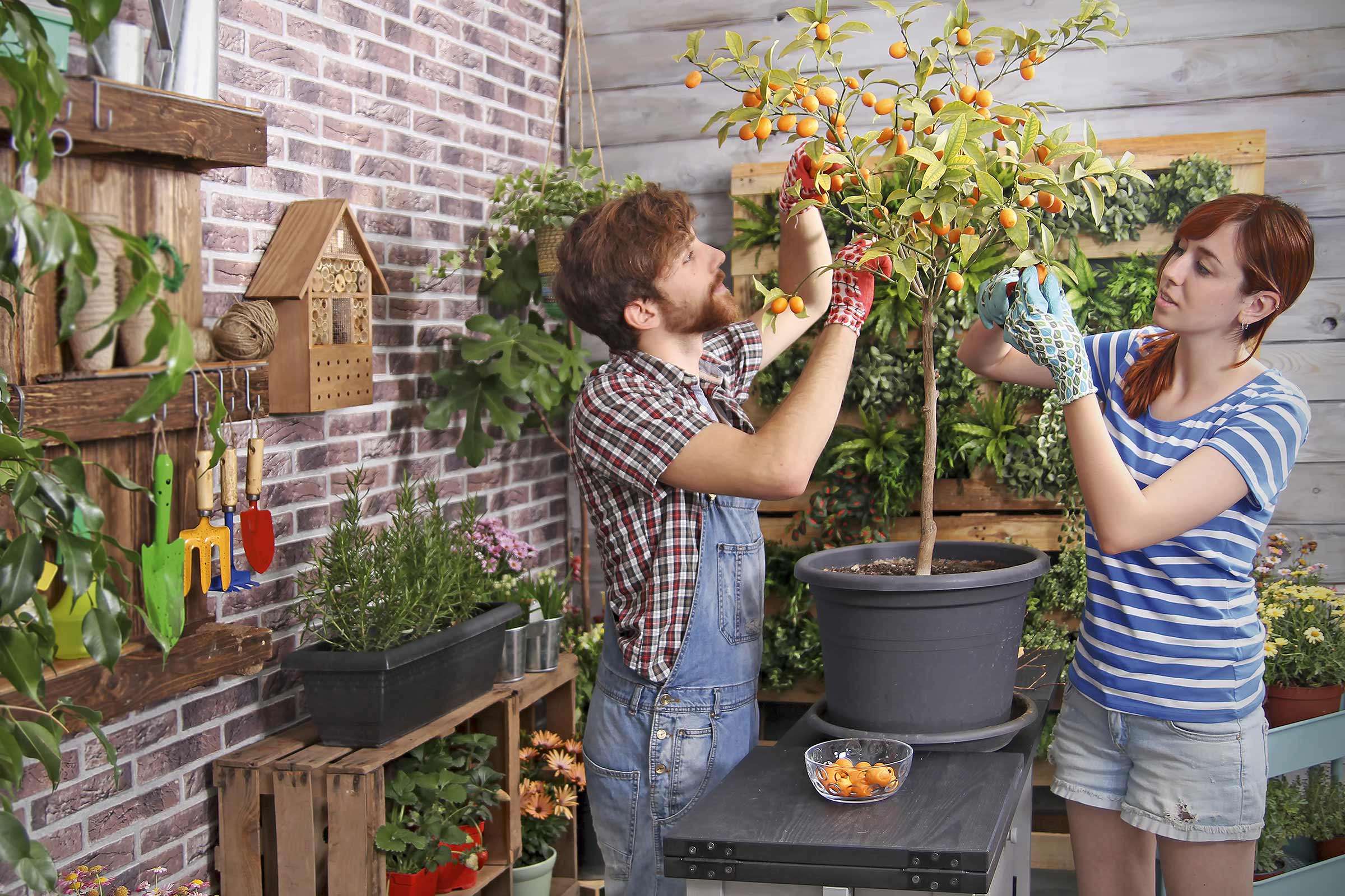 Doi oameni culeg kumquat dintr-un kumquat într-un ghiveci în grădină.