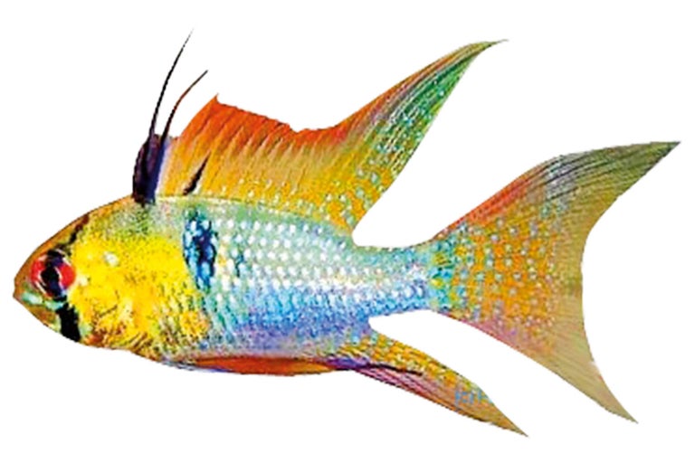 Ciclidă pitică Ramirez
