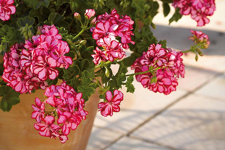 Mușcată cu flori roz într-un ghiveci