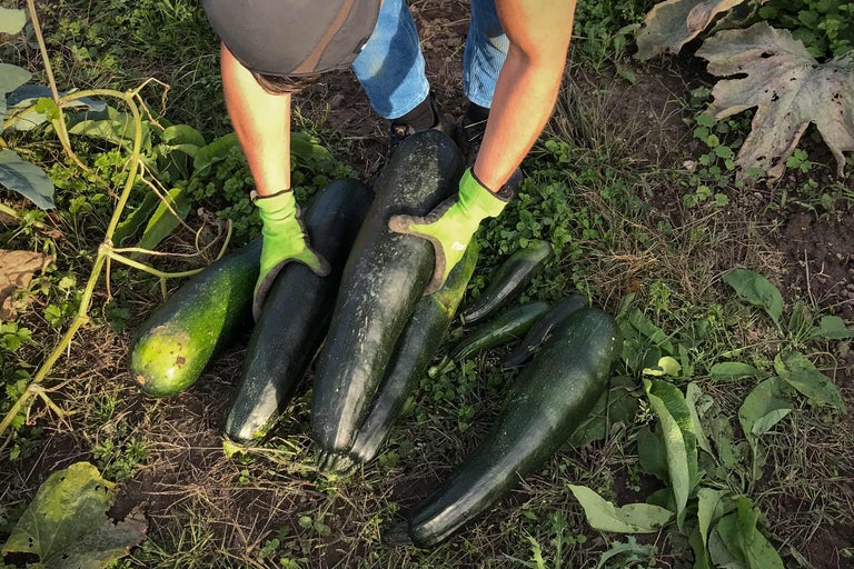 O persoană cu mănuși de grădinărit culege dovlecei în grădină.