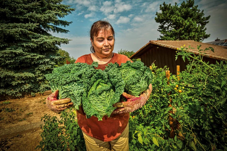Femeie care ține varză kale proaspăt recoltată în grădină